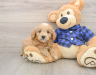 5 week old Mini Goldendoodle Puppy For Sale - Premier Pups