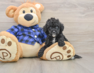 8 week old Mini Goldendoodle Puppy For Sale - Premier Pups