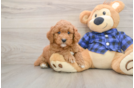 Funny Mini Goldendoodle Poodle Mix Pup