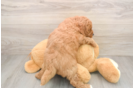 Mini Goldendoodle Pup Being Cute