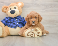 6 week old Mini Goldendoodle Puppy For Sale - Premier Pups
