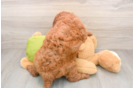 Hypoallergenic Mini Goldiepoo Poodle Mix Puppy