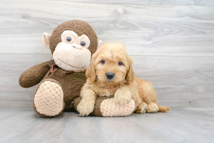 Best Mini Goldendoodle Baby