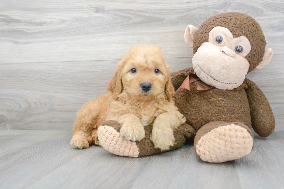 Fluffy Mini Goldendoodle Poodle Mix Pup