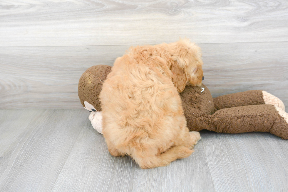 Fluffy Mini Goldendoodle Poodle Mix Pup