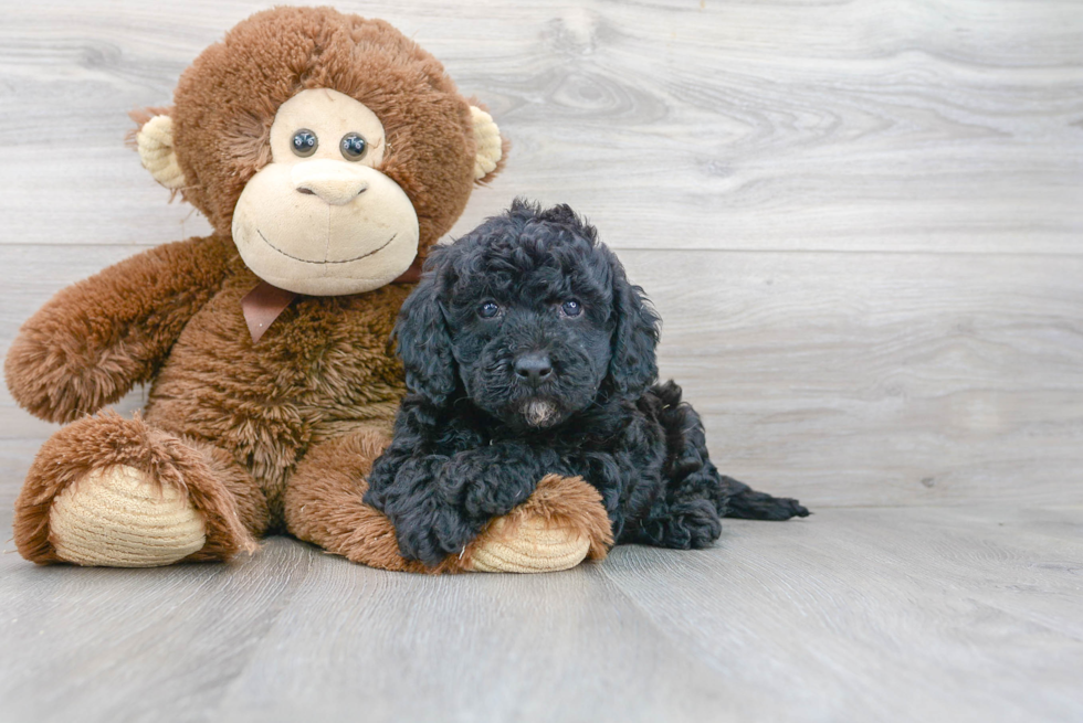 Mini Goldendoodle Pup Being Cute