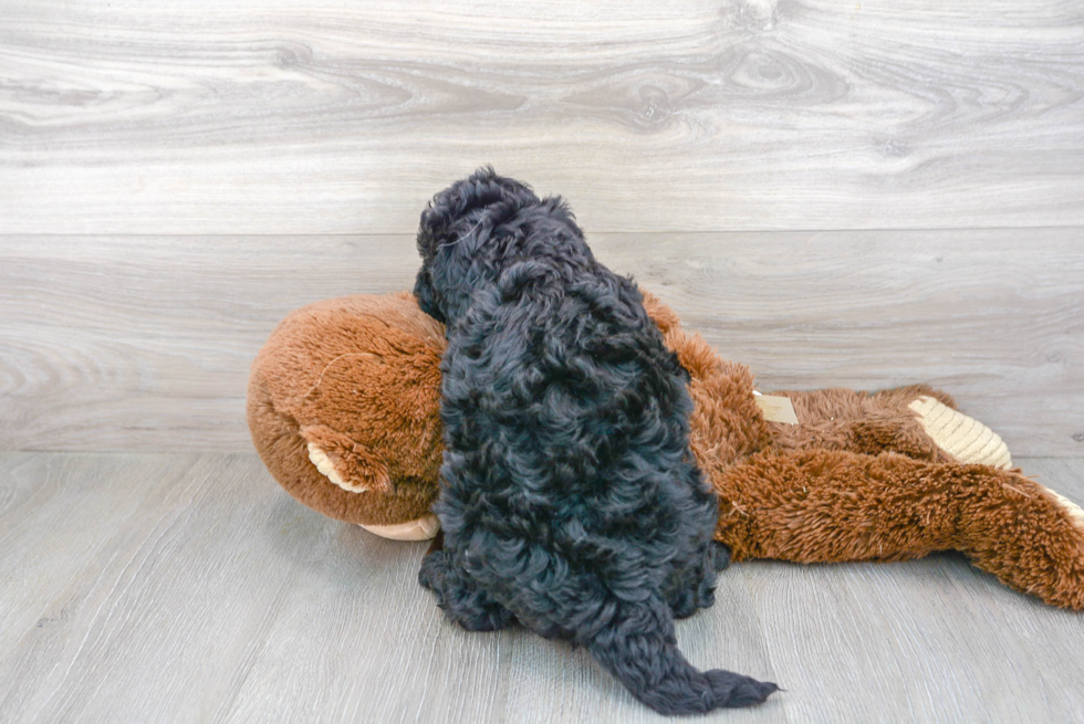 Fluffy Mini Goldendoodle Poodle Mix Pup