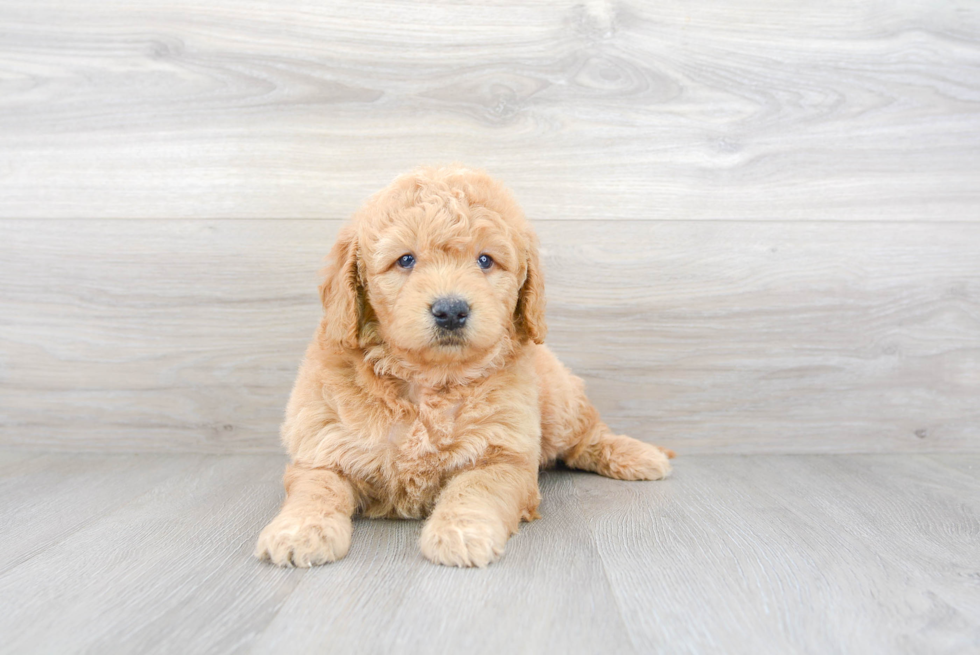 Happy Mini Goldendoodle Baby