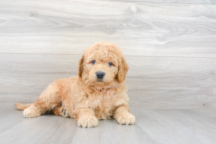 Hypoallergenic Golden Retriever Poodle Mix Puppy