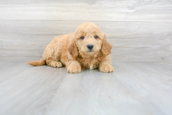 Sweet Mini Goldendoodle Baby