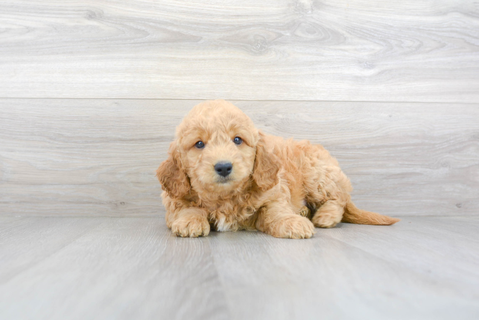 Smart Mini Goldendoodle Poodle Mix Pup