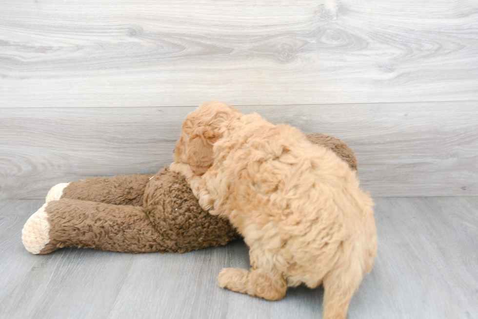 Best Mini Goldendoodle Baby