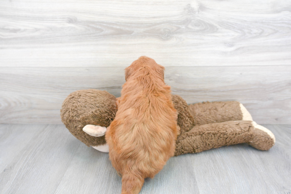 Playful Golden Retriever Poodle Mix Puppy