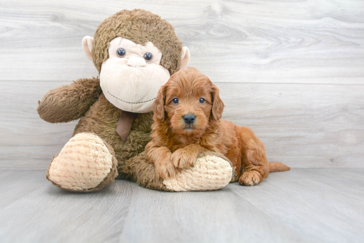 Mini Goldendoodle Pup Being Cute