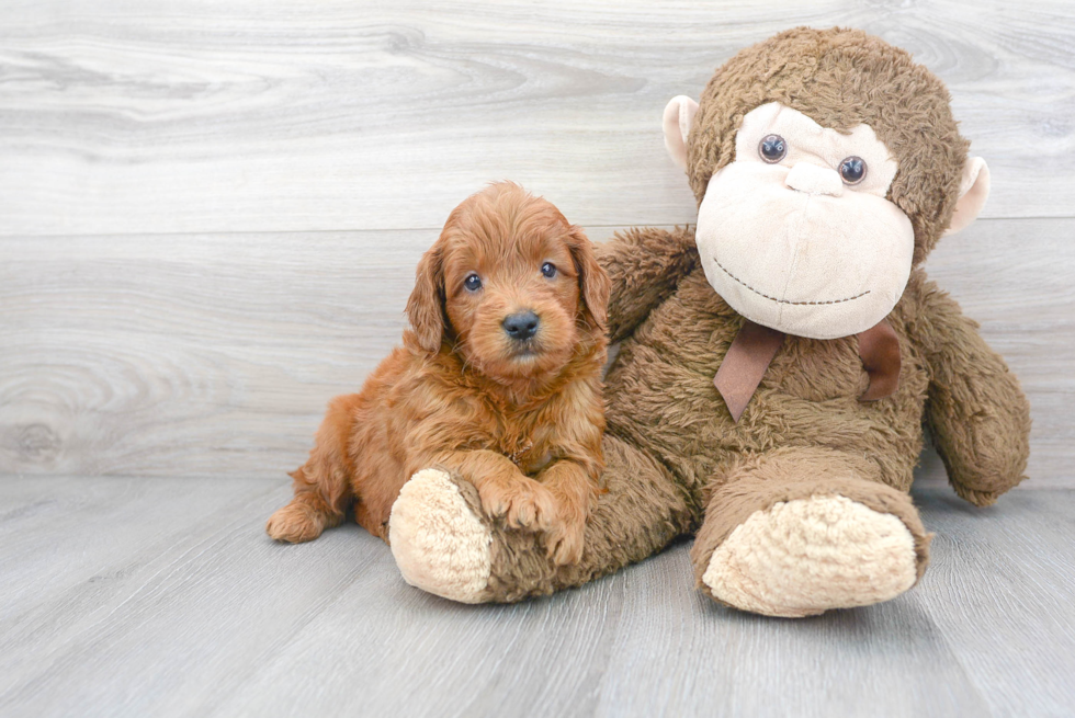 Mini Goldendoodle Puppy for Adoption