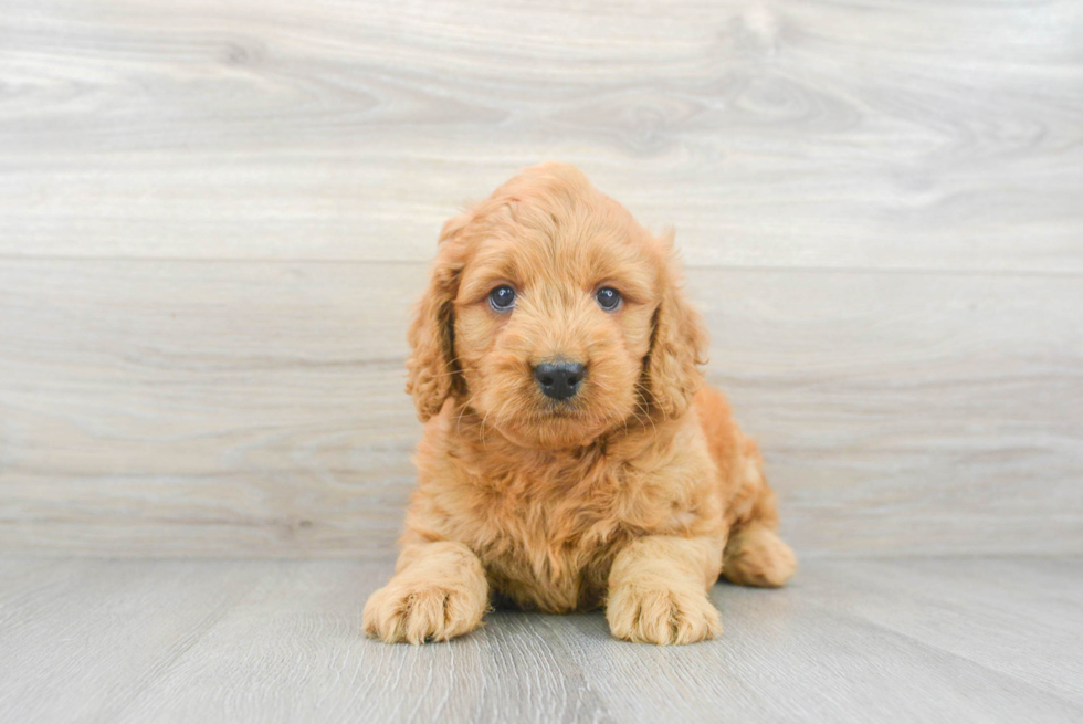 Best Mini Goldendoodle Baby