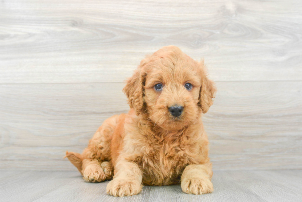 Sweet Mini Goldendoodle Baby