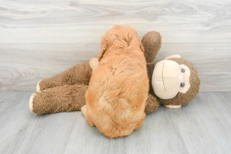 Mini Goldendoodle Puppy for Adoption