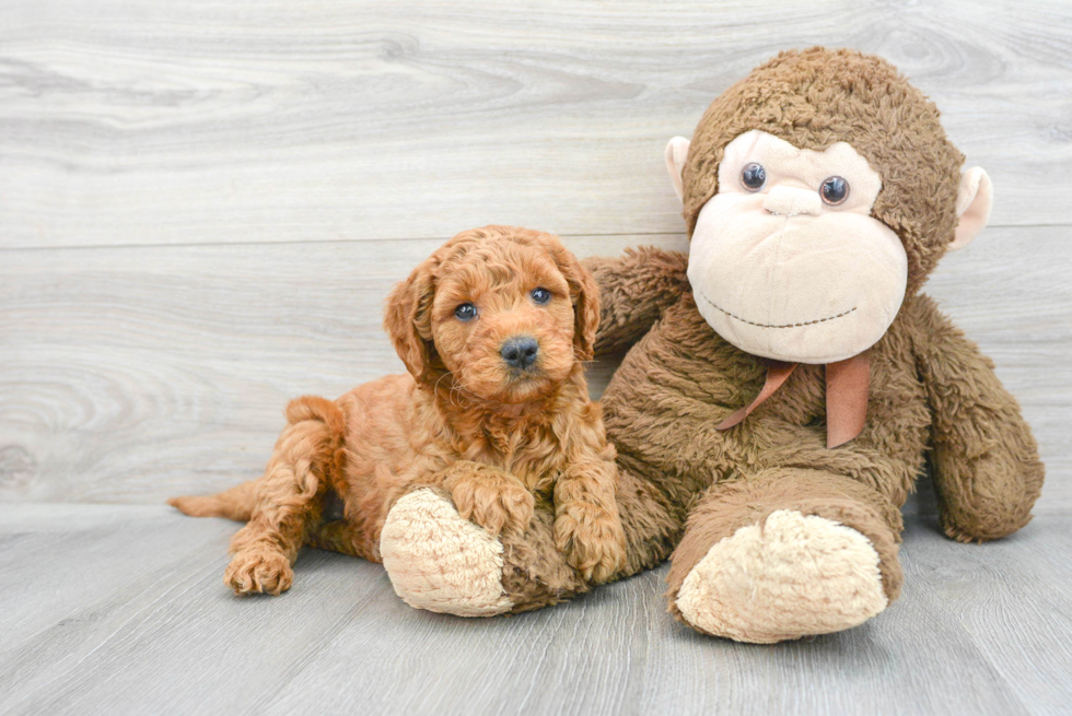 Adorable Golden Retriever Poodle Mix Puppy