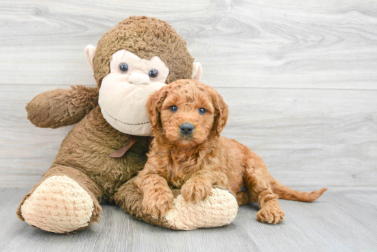 Playful Golden Retriever Poodle Mix Puppy