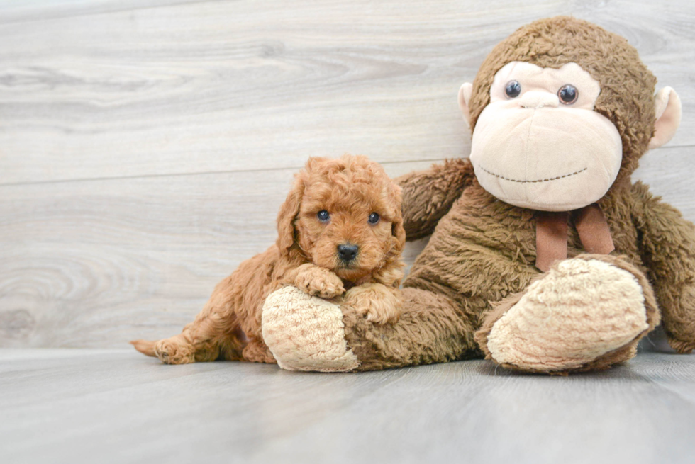 Small Mini Goldendoodle Baby