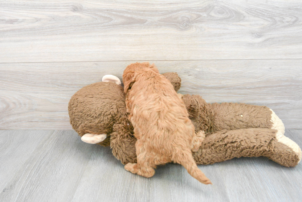 Mini Goldendoodle Pup Being Cute