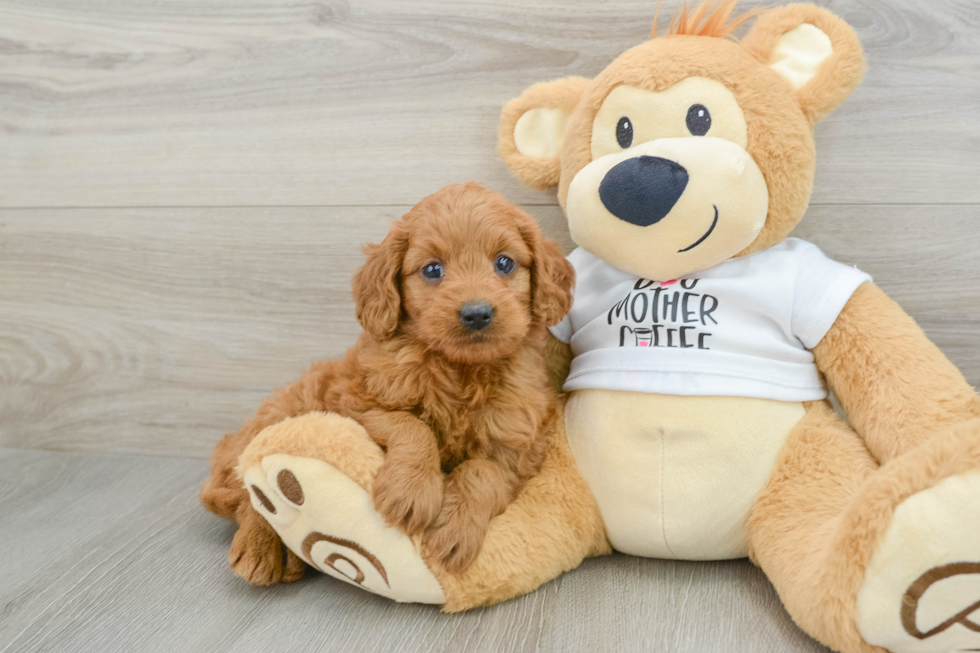 Sweet Mini Goldendoodle Baby