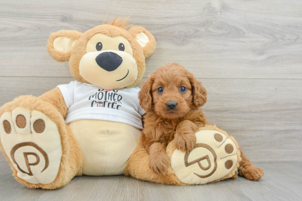 Sweet Mini Goldendoodle Baby