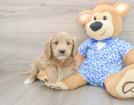7 week old Mini Goldendoodle Puppy For Sale - Premier Pups