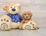 6 week old Mini Goldendoodle Puppy For Sale - Premier Pups