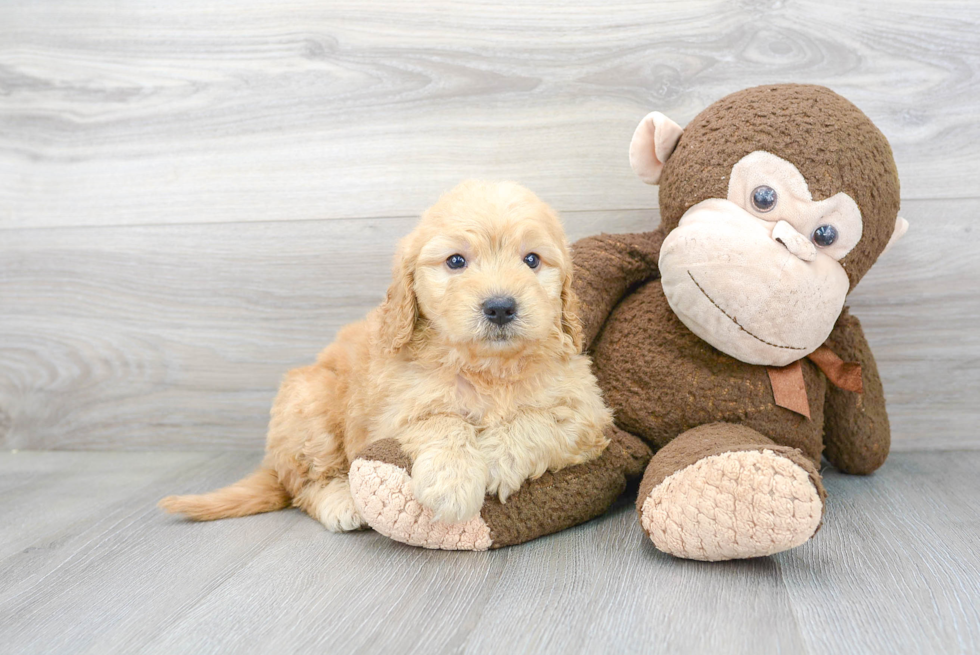 Friendly Mini Goldendoodle Baby