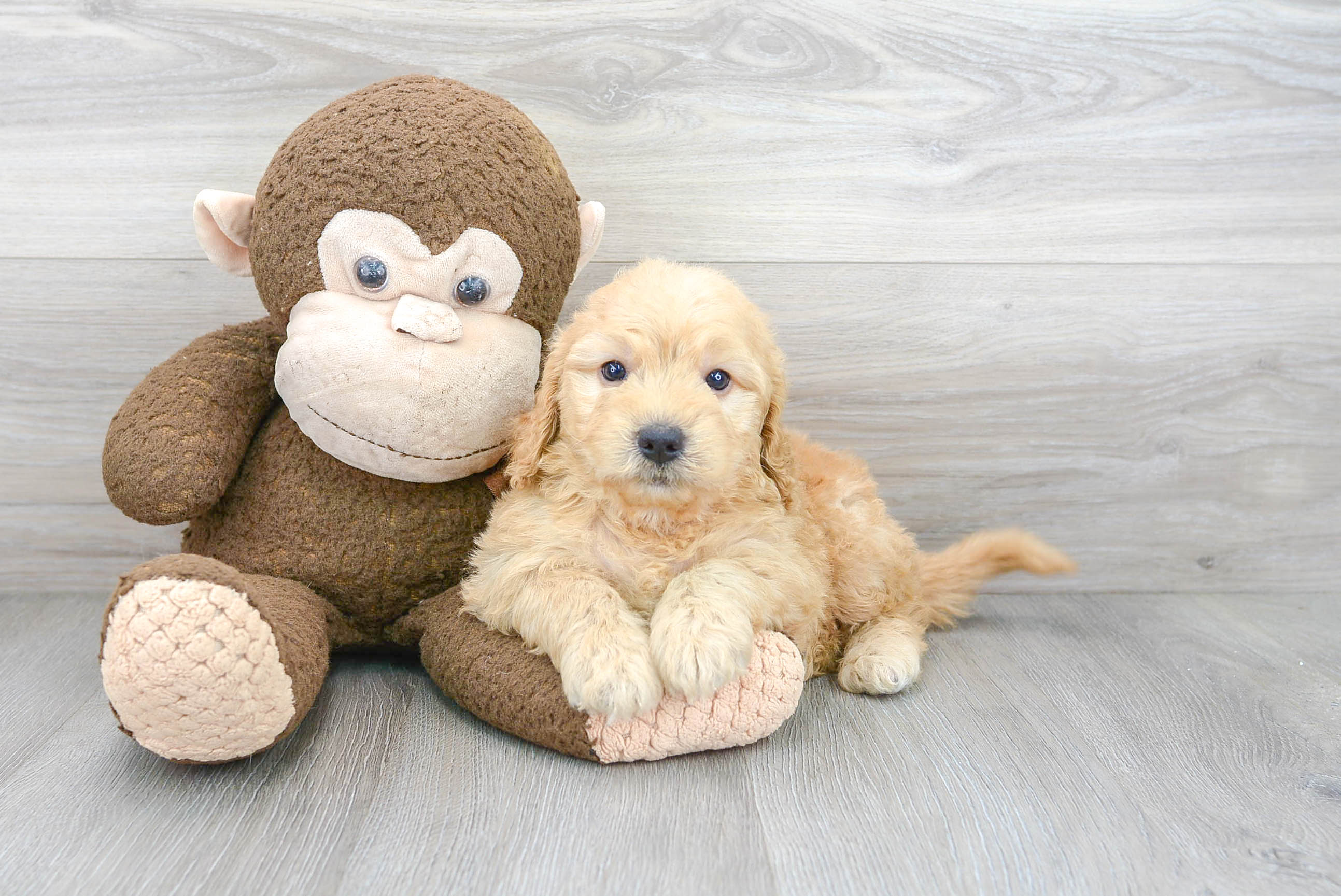 Mini Goldendoodle Pup Being Cute