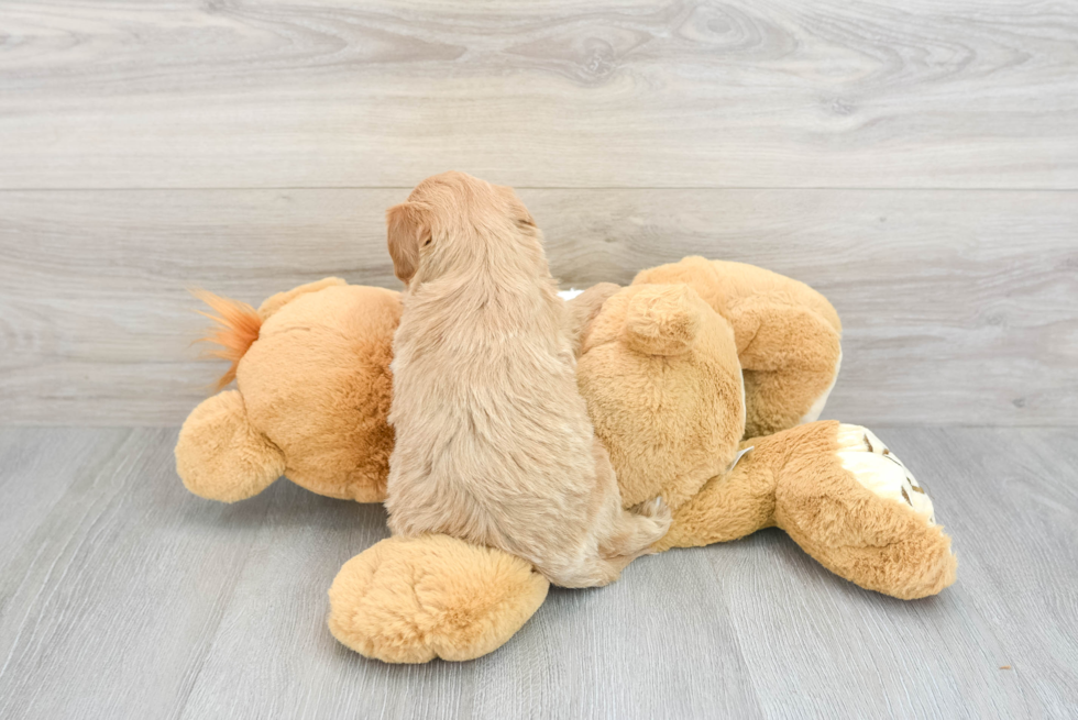 Little Golden Retriever Poodle Mix Puppy