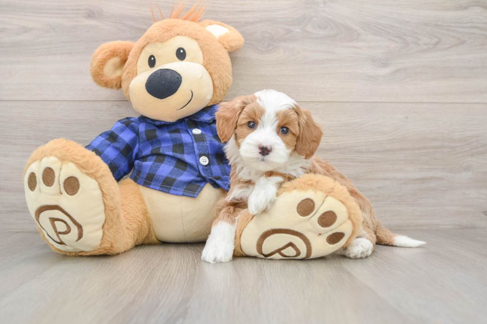 Cute Mini Goldendoodle Baby