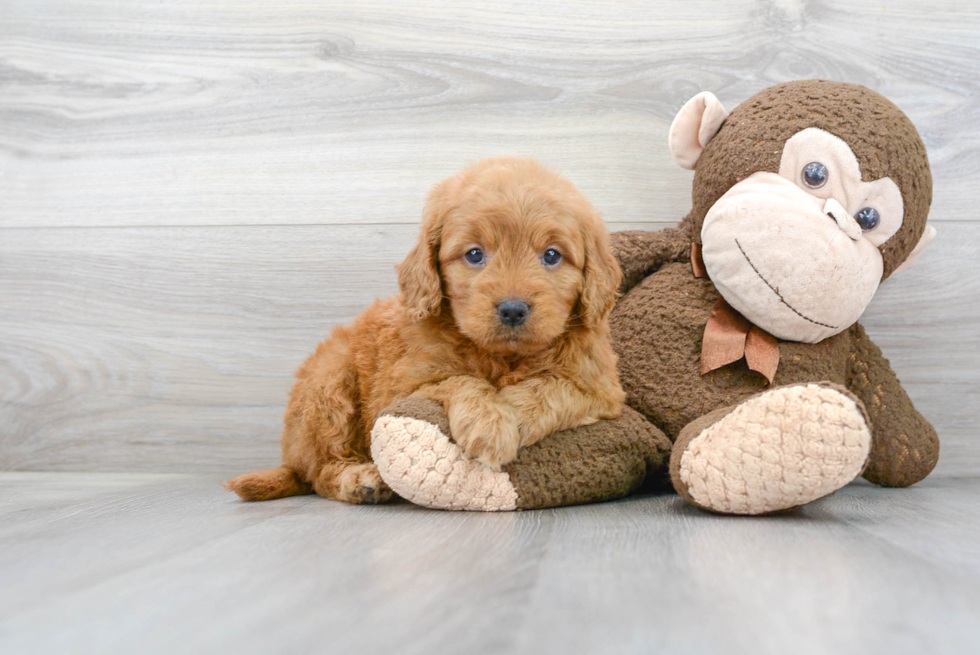 Mini Goldendoodle Pup Being Cute