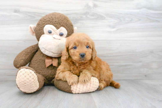 Mini Goldendoodle Pup Being Cute