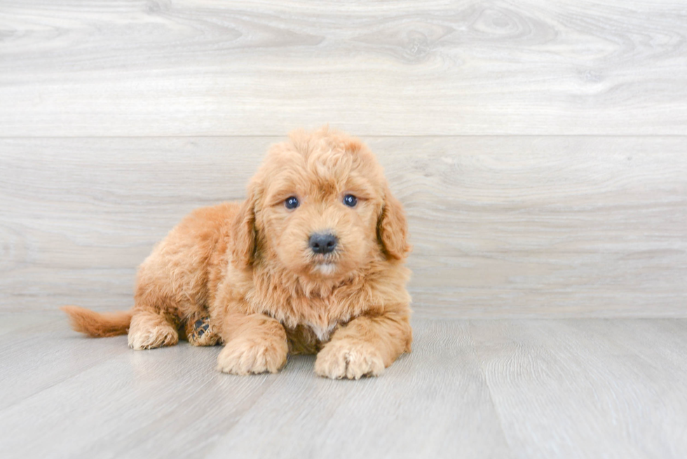 Fluffy Mini Goldendoodle Poodle Mix Pup