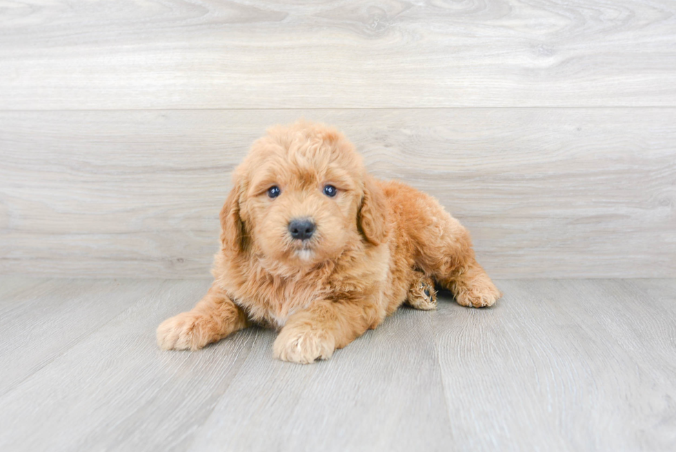 Playful Golden Retriever Poodle Mix Puppy