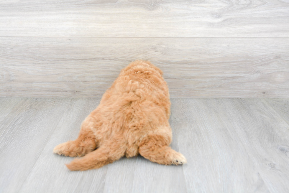 Energetic Golden Retriever Poodle Mix Puppy