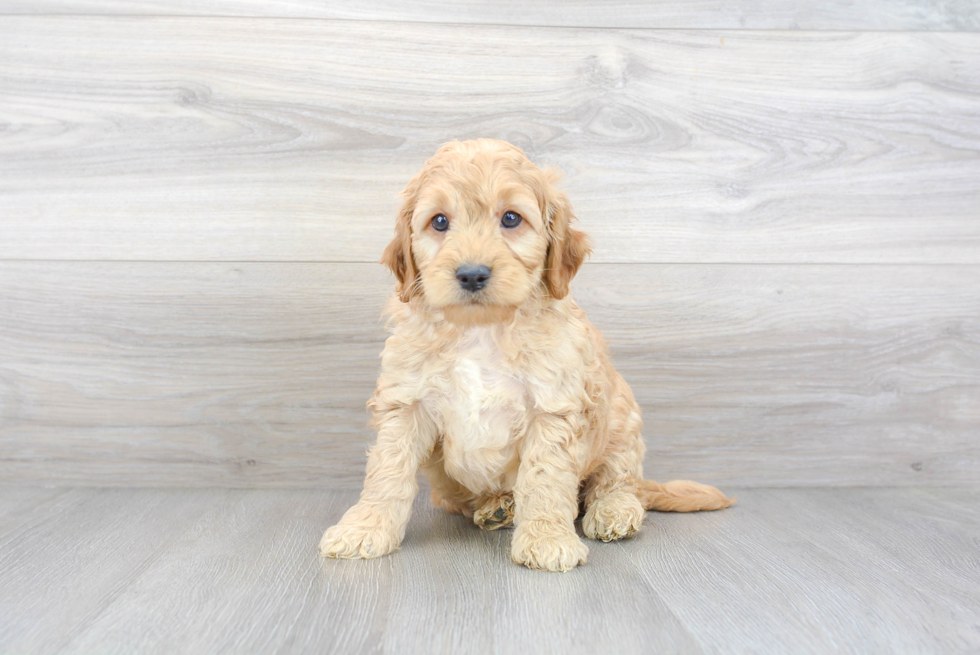 Mini Goldendoodle Puppy for Adoption