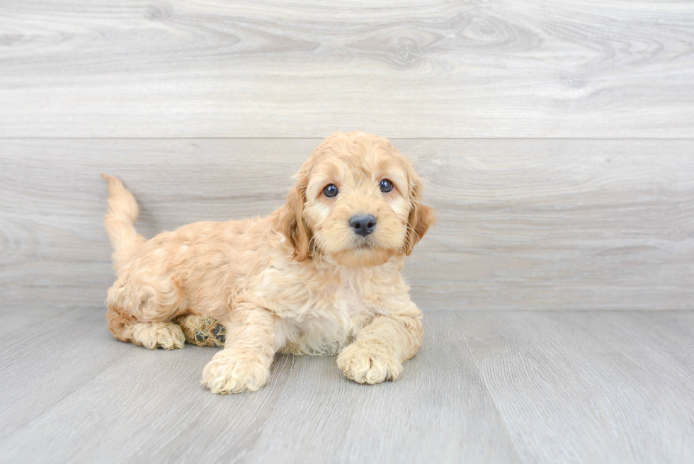 Mini Goldendoodle Pup Being Cute