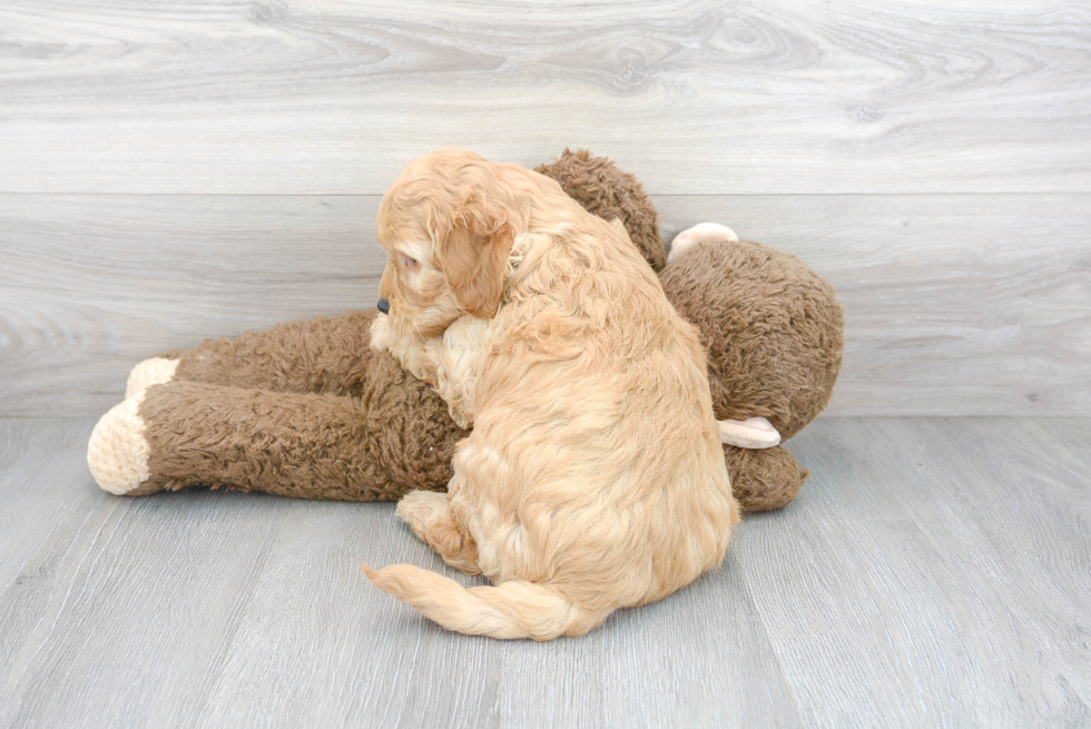 Mini Goldendoodle Puppy for Adoption