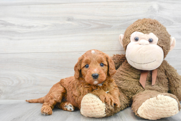 Sweet Mini Goldendoodle Baby