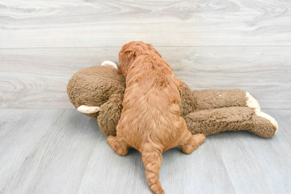 Mini Goldendoodle Pup Being Cute