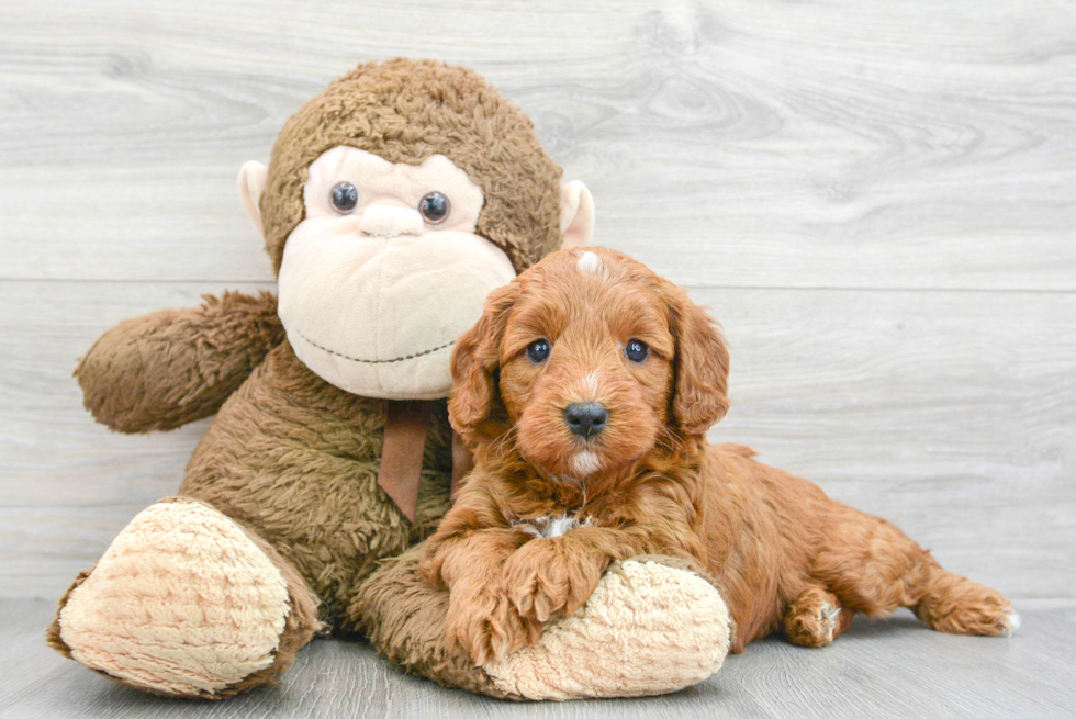 Mini Goldendoodle Pup Being Cute