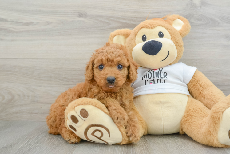 Best Mini Goldendoodle Baby