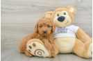 Best Mini Goldendoodle Baby