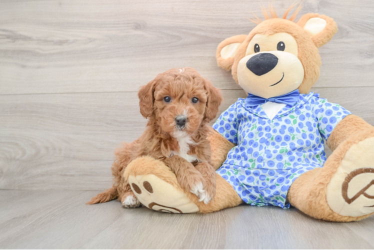 Best Mini Goldendoodle Baby