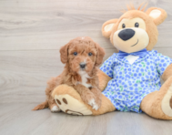 7 week old Mini Goldendoodle Puppy For Sale - Premier Pups