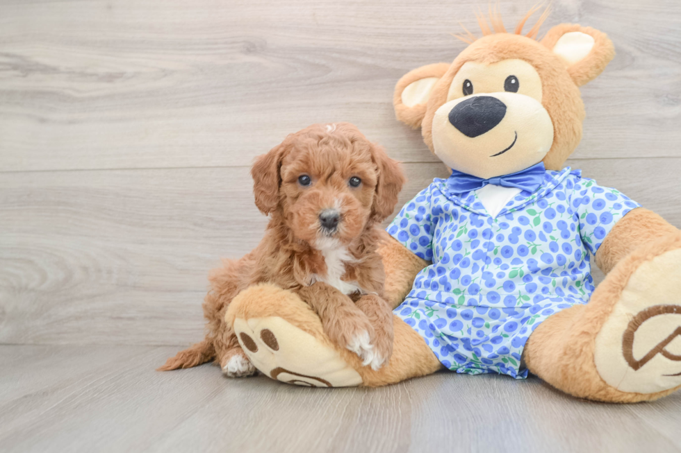 Best Mini Goldendoodle Baby